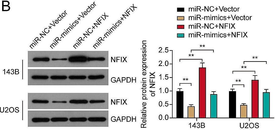 NFIX Antibody