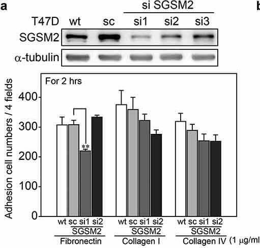 SGSM2 Antibody - BSA Free