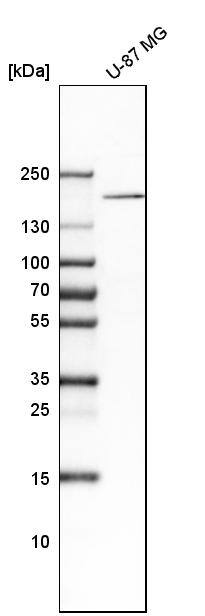 DOCK3 Antibody - BSA Free Western Blot: DOCK3 Antibody - BSA Free [NBP1-93647]