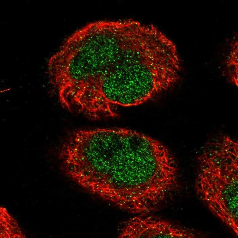 TMEM194A Antibody - BSA Free Immunocytochemistry/ Immunofluorescence: TMEM194A Antibody [NBP1-93649]