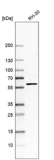 TMEM194A Antibody - BSA Free Western Blot: TMEM194A Antibody - BSA Free [NBP1-93649]