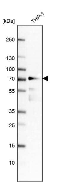 IRF2BP2 Antibody - BSA Free Western Blot: IRF2BP2 Antibody - BSA Free [NBP1-93674]