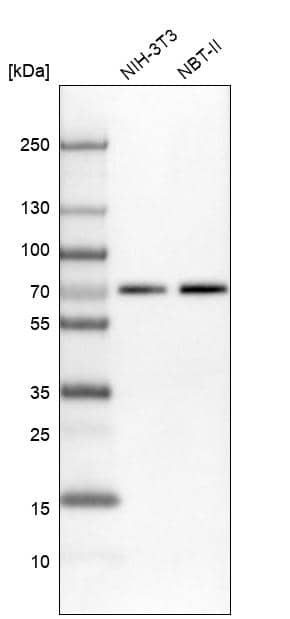 IRF2BP2 Antibody - BSA Free Western Blot: IRF2BP2 Antibody - BSA Free [NBP1-93674]