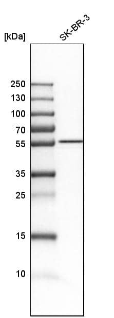 CDR2L Antibody - BSA Free Western Blot: CDR2L Antibody - BSA Free [NBP1-93681]
