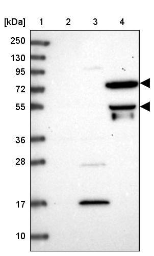 HPSE2 Antibody - BSA Free Western Blot: HPSE2 Antibody - BSA Free [NBP1-93691]