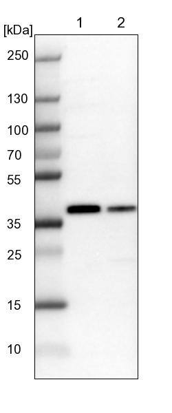 TCEA1 Antibody - BSA Free Western Blot: TCEA1 Antibody - BSA Free [NBP1-93707]