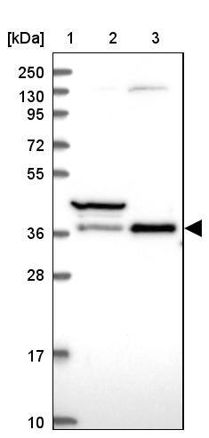TCEA1 Antibody - BSA Free Western Blot: TCEA1 Antibody - BSA Free [NBP1-93707]
