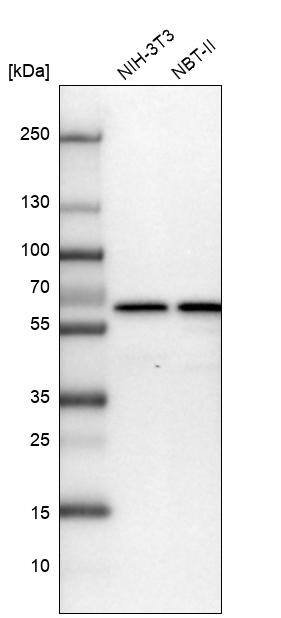 CCDC47 Antibody - BSA Free Western Blot: CCDC47 Antibody - BSA Free [NBP1-93717]