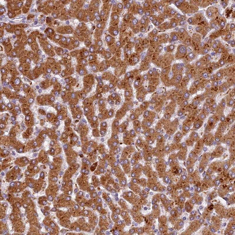 FNIP2 Antibody - BSA Free Immunohistochemistry: FNIP2 Antibody - BSA Free [NBP1-93724]