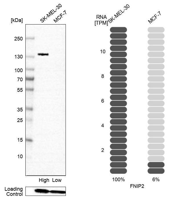 FNIP2 Antibody - BSA Free Western Blot: FNIP2 Antibody - BSA Free [NBP1-93724]