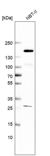 FAM83H Antibody - BSA Free Western Blot: FAM83H Antibody - BSA Free [NBP1-93737]