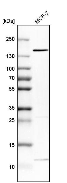FAM83H Antibody - BSA Free Western Blot: FAM83H Antibody - BSA Free [NBP1-93737]