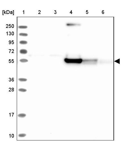 RINL Antibody - BSA Free Western Blot: RINL Antibody - BSA Free [NBP1-93741]