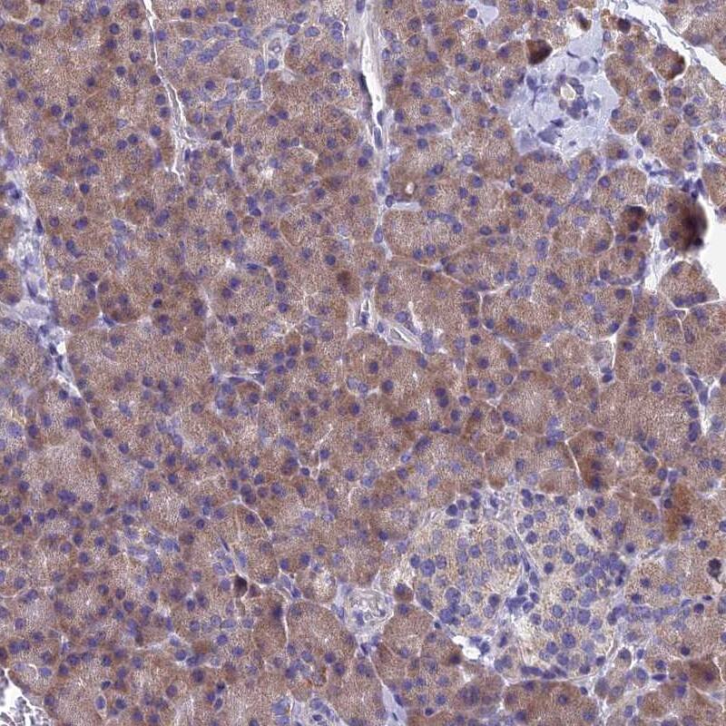 SPIN4 Antibody - BSA Free Immunohistochemistry: SPIN4 Antibody - BSA Free [NBP1-93750]