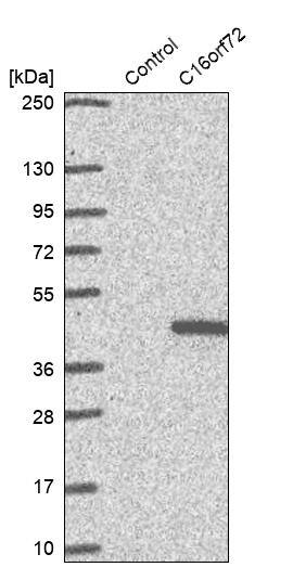 C16orf72 Antibody - BSA Free Western Blot: C16orf72 Antibody - BSA Free [NBP1-93773]