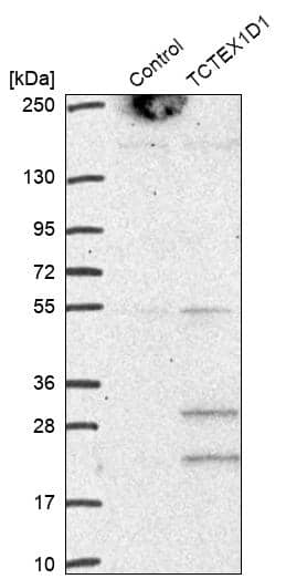 TCTEX1D1 Antibody - BSA Free Western Blot: TCTEX1D1 Antibody - BSA Free [NBP1-93777]