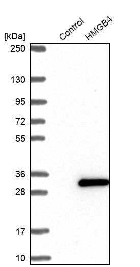 HMGB4 Antibody - BSA Free Western Blot: HMGB4 Antibody - BSA Free [NBP1-93780]