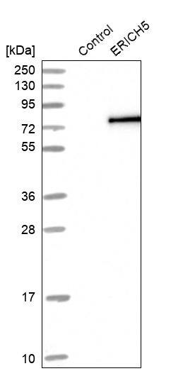 Glutamate Rich 5 Antibody - BSA Free Western Blot: Glutamate Rich 5 Antibody - BSA Free [NBP1-93788]