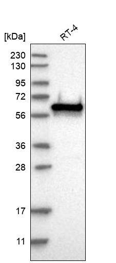 Glutamate Rich 5 Antibody - BSA Free Western Blot: Glutamate Rich 5 Antibody - BSA Free [NBP1-93788]