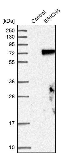 Glutamate Rich 5 Antibody - BSA Free Western Blot: Glutamate Rich 5 Antibody - BSA Free [NBP1-93789]