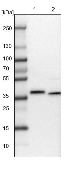 CCDC75 Antibody - BSA Free Western Blot: CCDC75 Antibody - BSA Free [NBP1-93801]