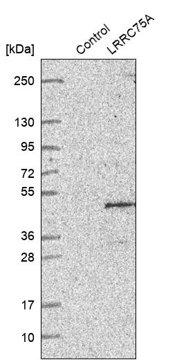 FAM211A Antibody - BSA Free Western Blot: FAM211A Antibody - BSA Free [NBP1-93828]