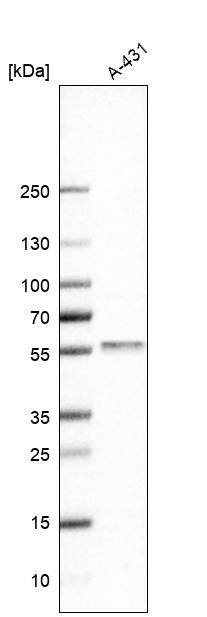 Keratinocyte Differentiation Factor 1 Antibody - BSA Free Western Blot: Keratinocyte Differentiation Factor 1 Antibody - BSA Free [NBP1-93838]
