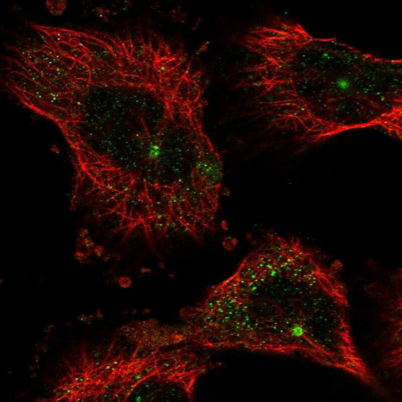 NUDT17 Antibody - BSA Free Immunocytochemistry/ Immunofluorescence: NUDT17 Antibody [NBP1-93842]
