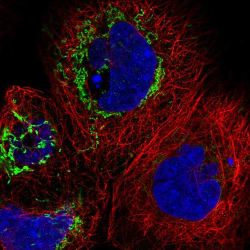 THAP9 Antibody - BSA Free Immunocytochemistry/ Immunofluorescence: THAP9 Antibody [NBP1-93848]