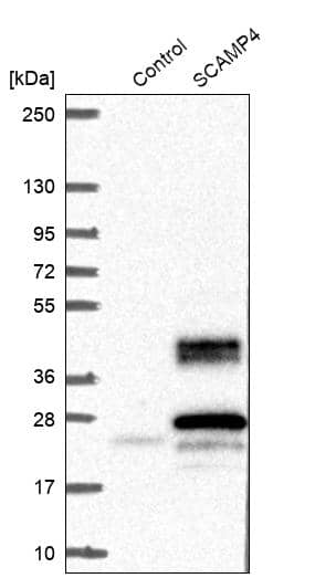 SCAMP4 Antibody - BSA Free Western Blot: SCAMP4 Antibody - BSA Free [NBP1-93849]