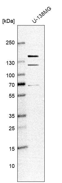 KIAA1468 Antibody - BSA Free Western Blot: KIAA1468 Antibody - BSA Free [NBP1-93851]