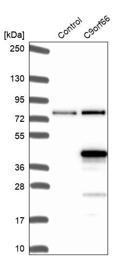 C9orf66 Antibody - BSA Free Western Blot: C9orf66 Antibody - BSA Free [NBP1-93886]