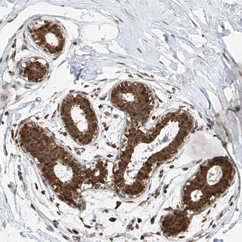 C9orf66 Antibody - BSA Free Immunohistochemistry: C9orf66 Antibody - BSA Free [NBP1-93886]