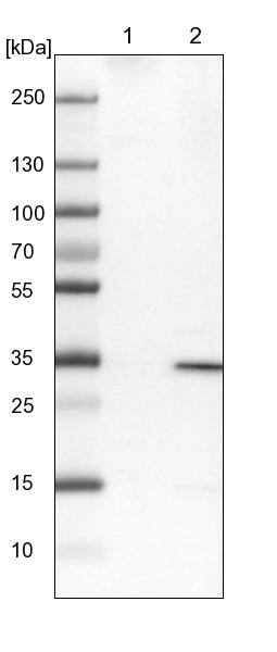 UBAC2 Antibody - BSA Free Western Blot: UBAC2 Antibody - BSA Free [NBP1-93893]