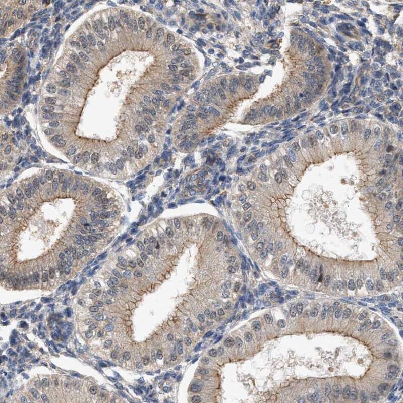 CTXN1 Antibody - BSA Free Immunohistochemistry: CTXN1 Antibody - BSA Free [NBP1-93897]