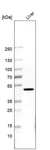 FAM123A Antibody - BSA Free Western Blot: FAM123A Antibody - BSA Free [NBP1-93907]