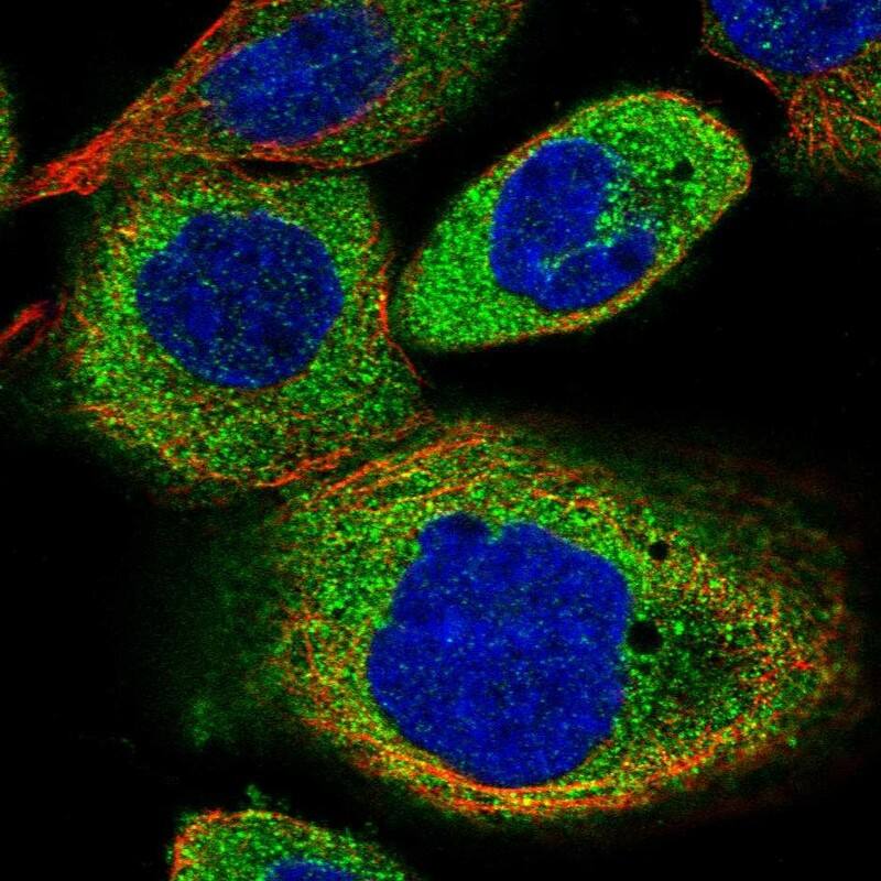 C8orf48 Antibody - BSA Free Immunocytochemistry/ Immunofluorescence: C8orf48 Antibody [NBP1-93918]