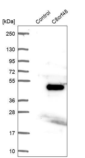 C8orf48 Antibody - BSA Free Western Blot: C8orf48 Antibody - BSA Free [NBP1-93918]