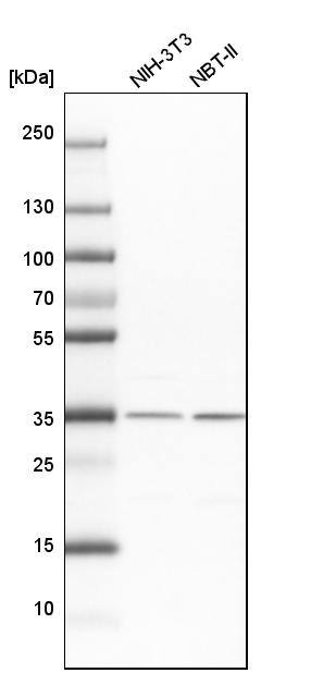 LRRC59 Antibody - BSA Free Western Blot: LRRC59 Antibody - BSA Free [NBP1-93953]