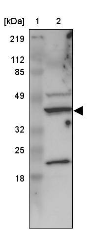 Protein Bop Antibody - BSA Free Western Blot: Protein Bop Antibody - BSA Free [NBP1-93956]