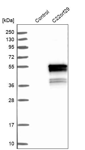 Protein Bop Antibody - BSA Free Western Blot: Protein Bop Antibody - BSA Free [NBP1-93957]