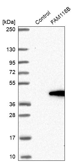 FAM118B Antibody - BSA Free Western Blot: FAM118B Antibody - BSA Free [NBP1-93958]