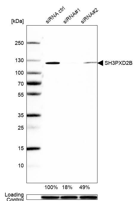 SH3PXD2B Antibody - BSA Free Western Blot: SH3PXD2B Antibody - BSA Free [NBP1-93965]
