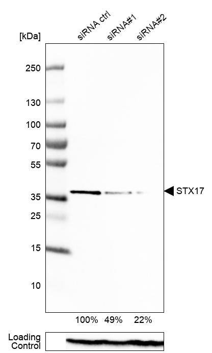STX17 Antibody - BSA Free Western Blot: STX17 Antibody - BSA Free [NBP1-93968]