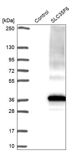 SLC35F6 Antibody - BSA Free Western Blot: SLC35F6 Antibody - BSA Free [NBP1-93972]