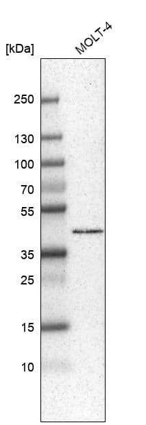 HPF1 Antibody - BSA Free Western Blot: HPF1 Antibody - BSA Free [NBP1-93973]