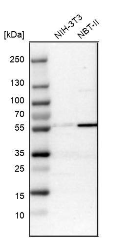 MFSD11 Antibody - BSA Free Western Blot: MFSD11 Antibody - BSA Free [NBP1-93984]