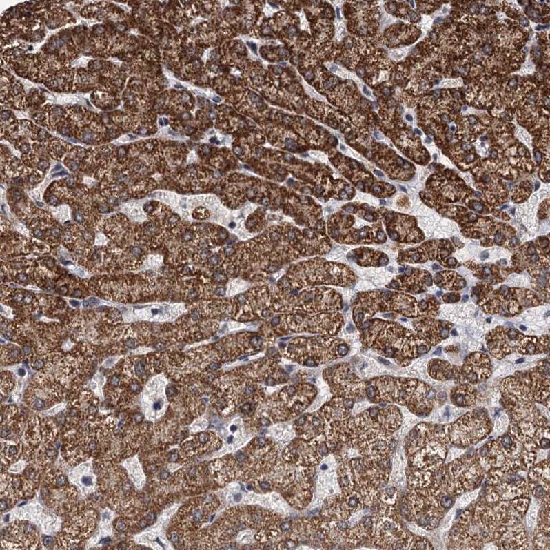 RITA Antibody - BSA Free Immunohistochemistry: RITA Antibody - BSA Free [NBP1-94003]