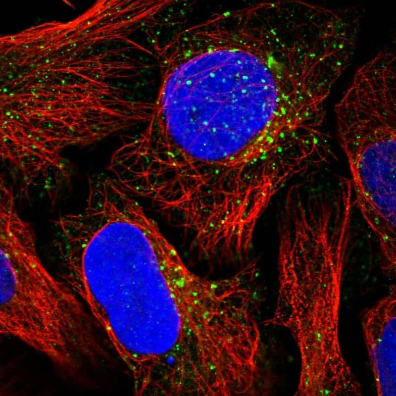 NSUN7 Antibody - BSA Free Immunocytochemistry/ Immunofluorescence: NSUN7 Antibody [NBP1-94011]