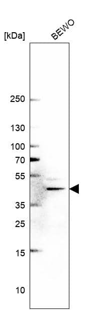 METTL8 Antibody - BSA Free Western Blot: METTL8 Antibody - BSA Free [NBP1-94012]